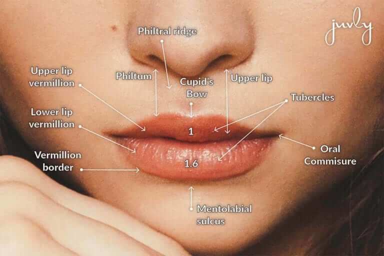 skin attached to upper lip